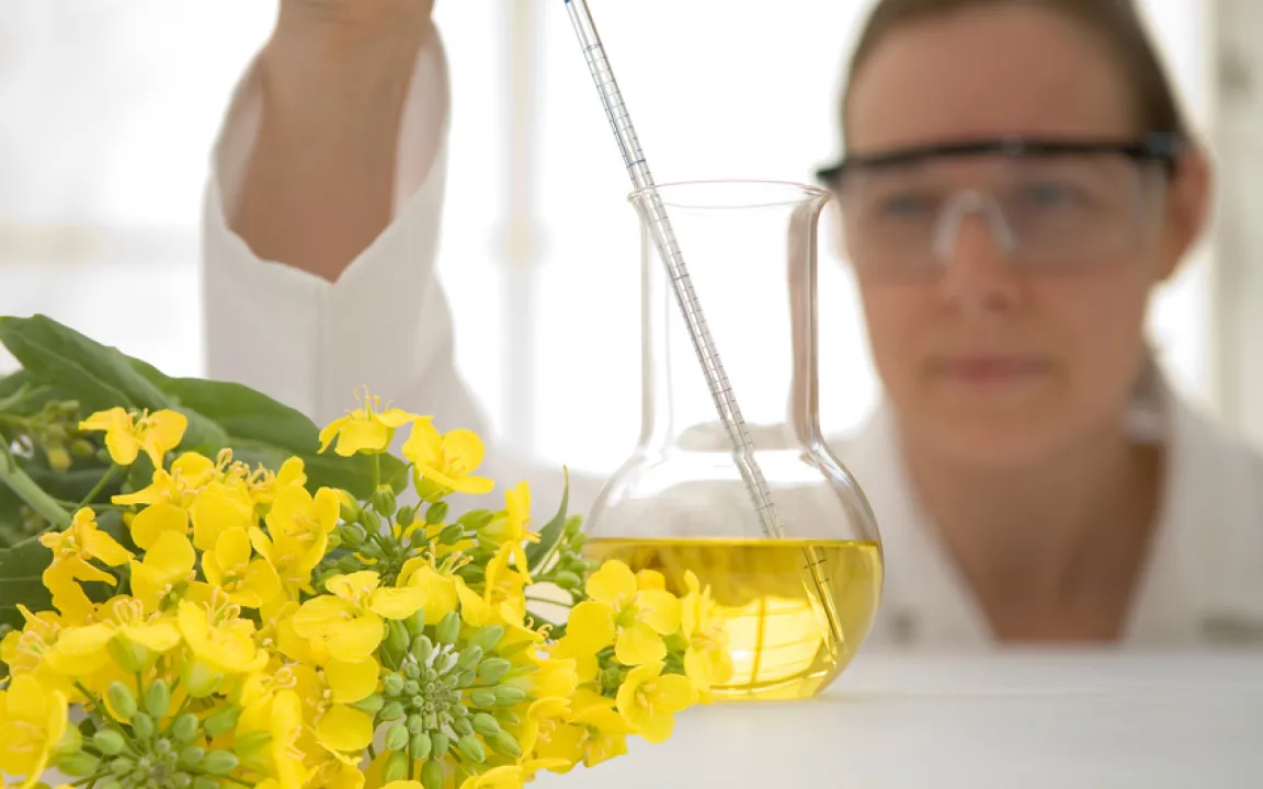 Raps: Der genetische Bauplan der Ölpflanze ist entschlüsselt