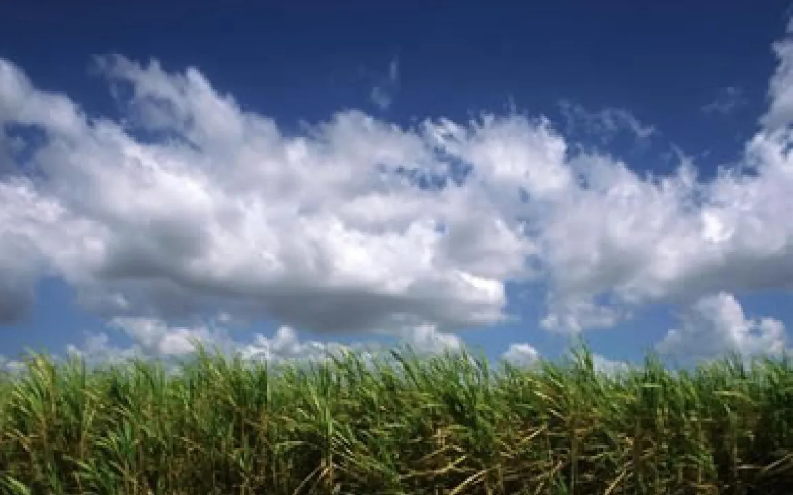Alles Zucker – ob aus der Rübe oder dem Halm des Zuckerrohrs