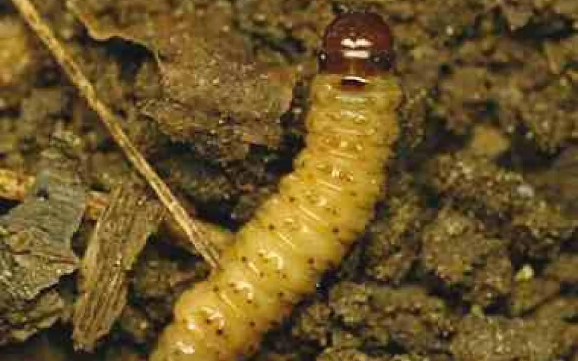 Eine altertümliche Schmetterlingsfamilie