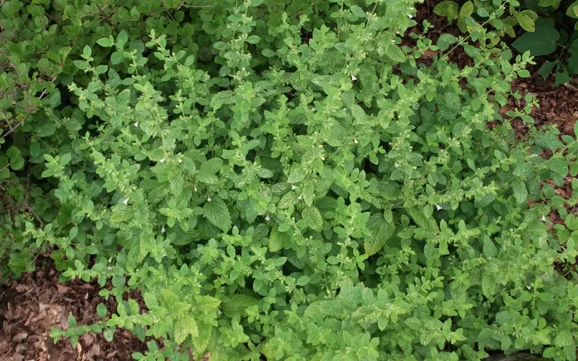 Zitronenmelisse – ein Klassiker unter den Heilkräutern