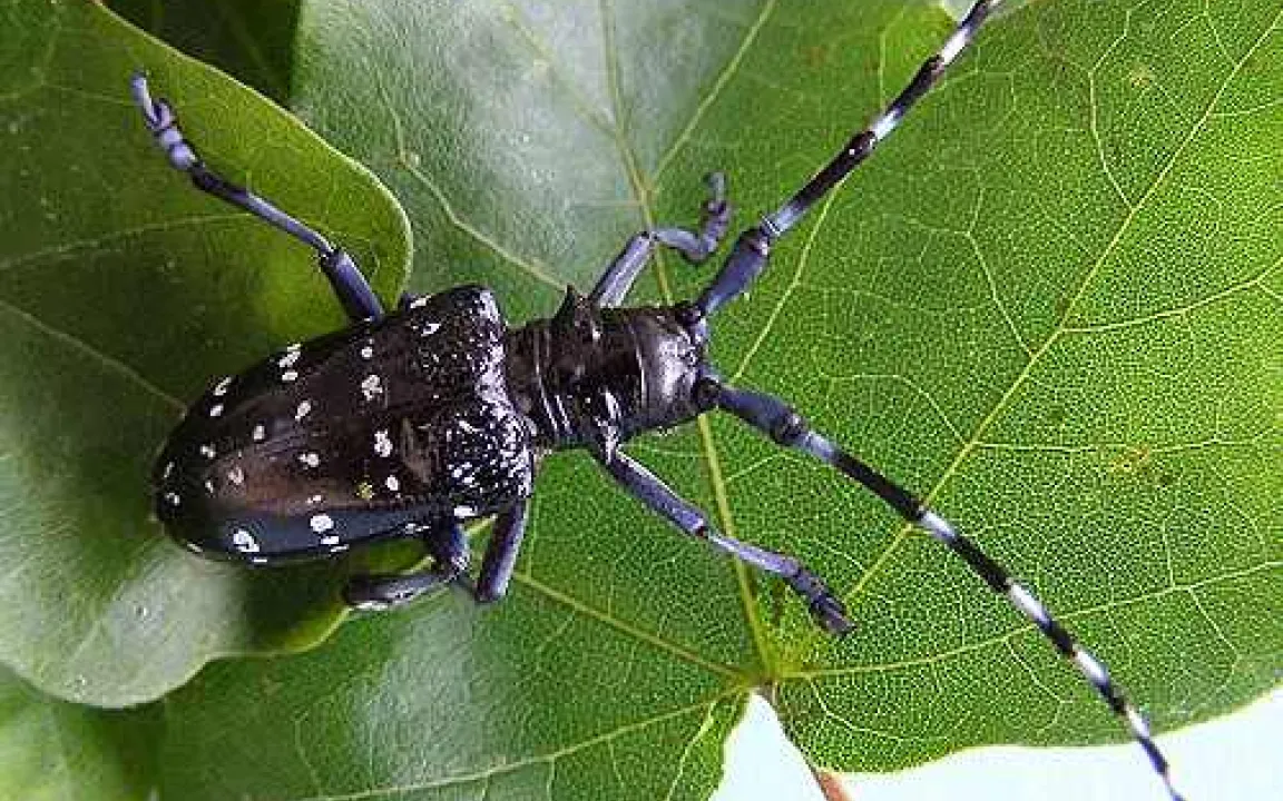 Der Zitrusbockkäfer hält Kurs auf Laubbäume in Deutschland