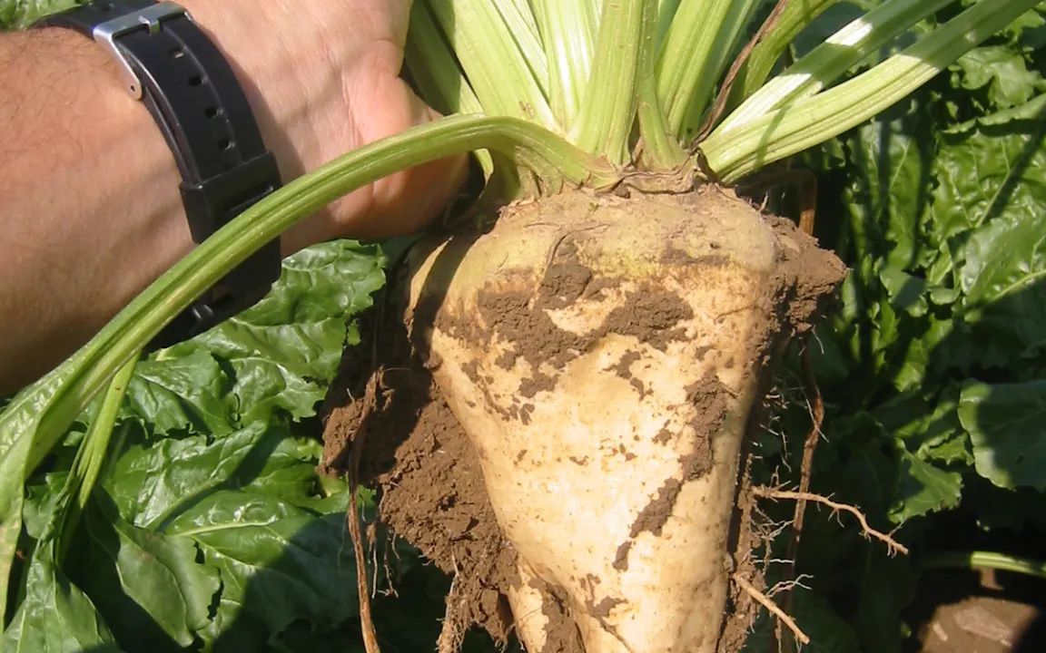 Powerpflanze Zuckerrübe