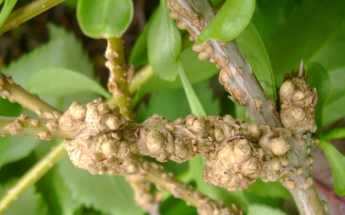Gallen und Hexenbesen an Ziergehölzen