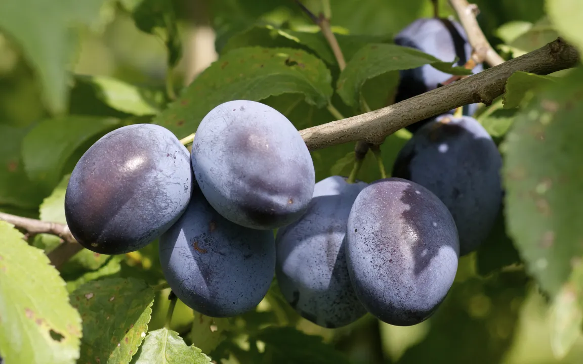 Zwetschgen: Der Klassiker auf dem Blechkuchen
