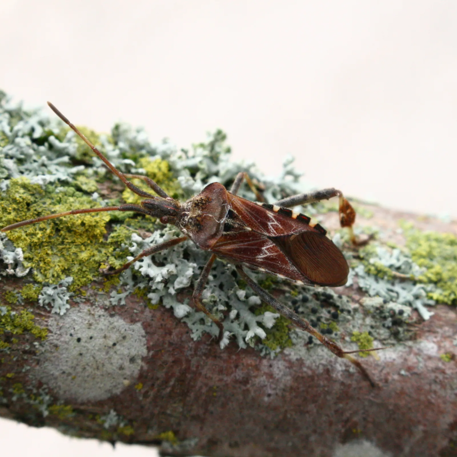 Unerwünschte Herbstgäste in der Wohnung