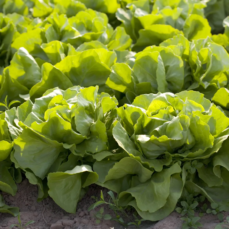 Umfrage zur Lebensmittelversorgung