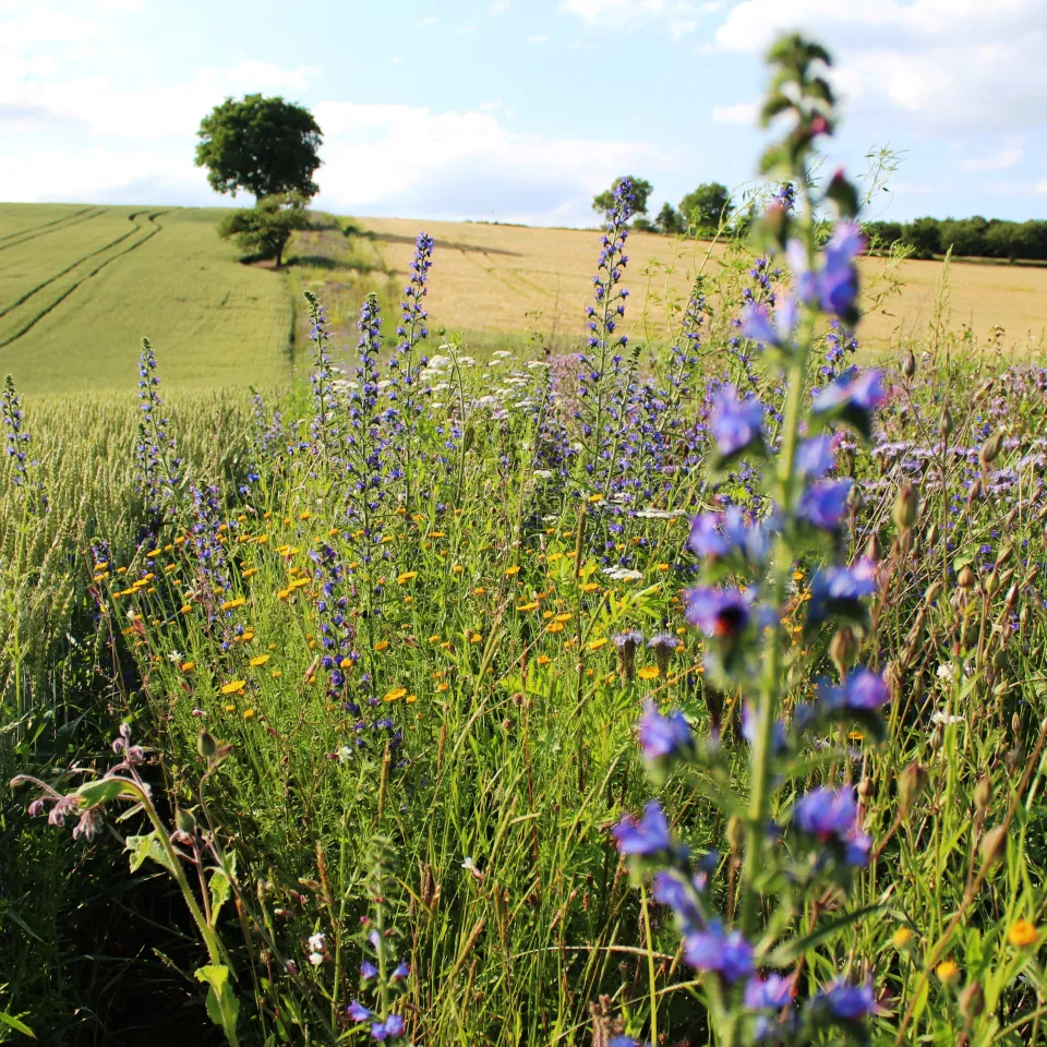 Biologische Vielfalt