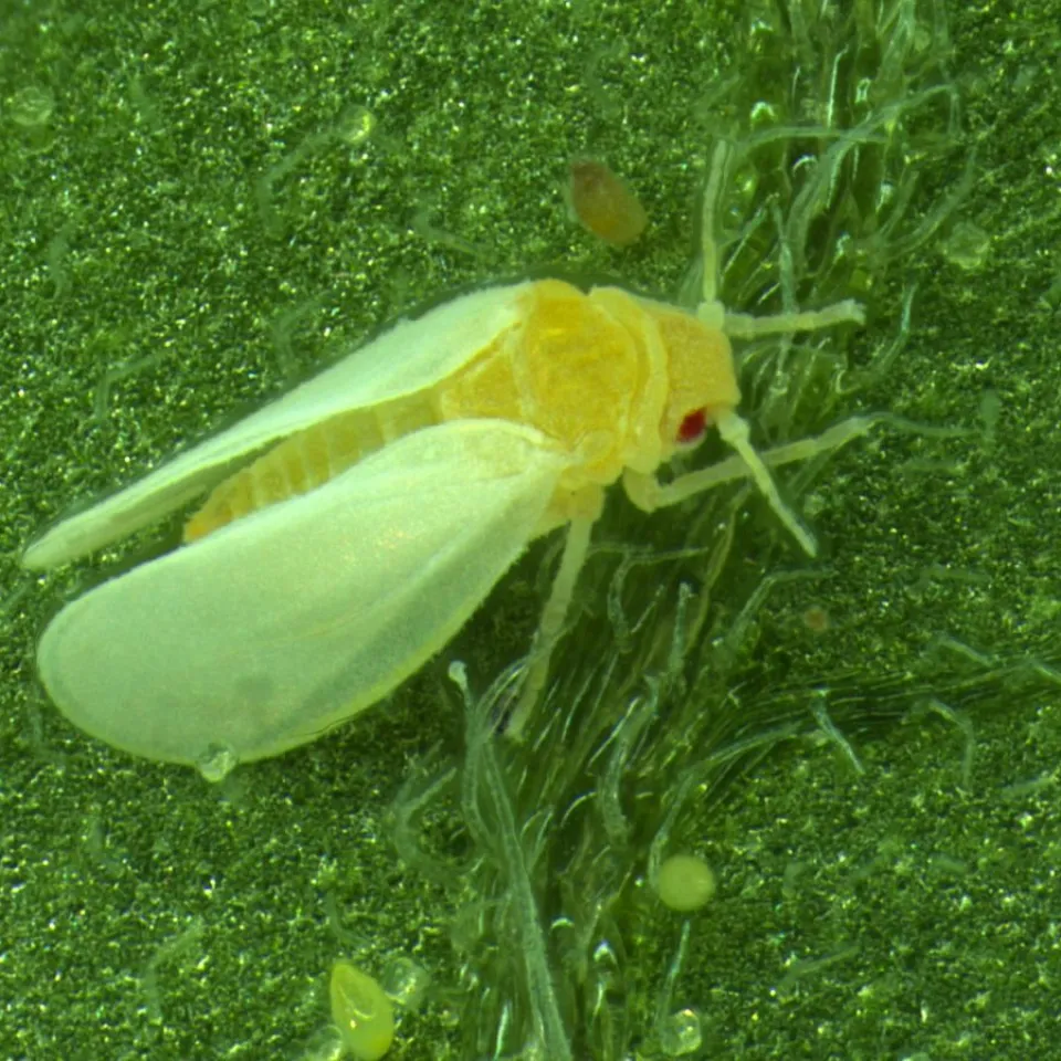 Insekt „klaut“ Superkräfte von Pflanzen