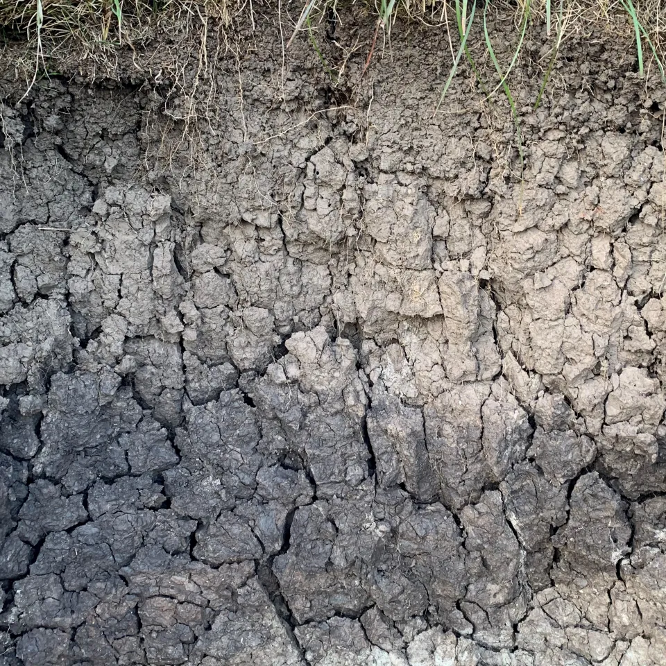 Boden des Jahres 2022: Der Pelosol