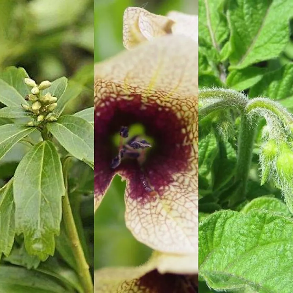 Wahl zur „Giftpflanze des Jahres 2022“