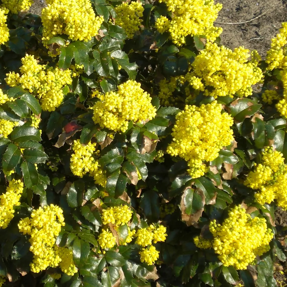 Mahonien – exotische Schönheiten