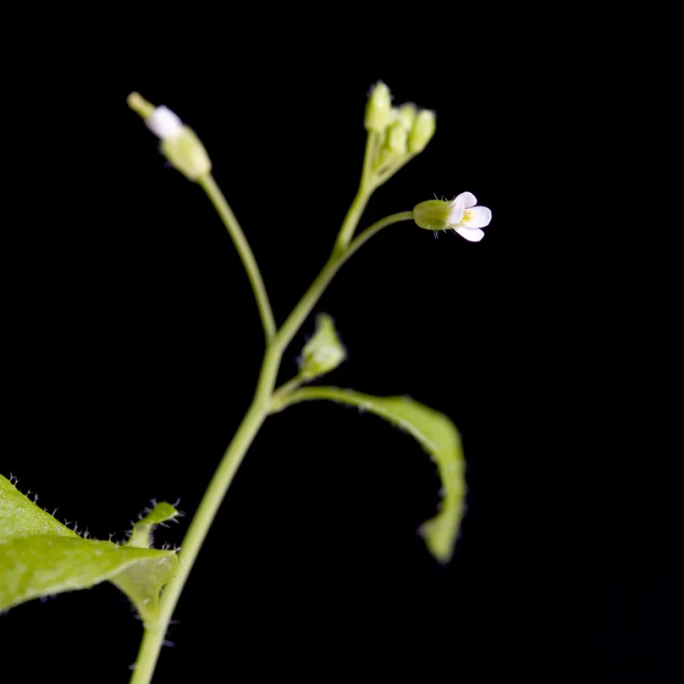 Von der Pubertät zur fruchtbaren Pflanze