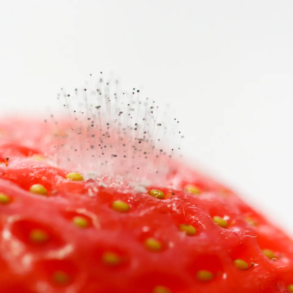 Grauschimmel befällt fast den ganzen Garten