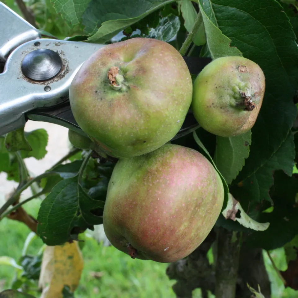 Dichten Fruchtbehang rechtzeitig ausdünnen