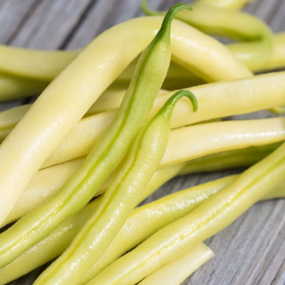 Wachsbohnen – die kleinen gelben Schwestern der grünen Gartenbohnen