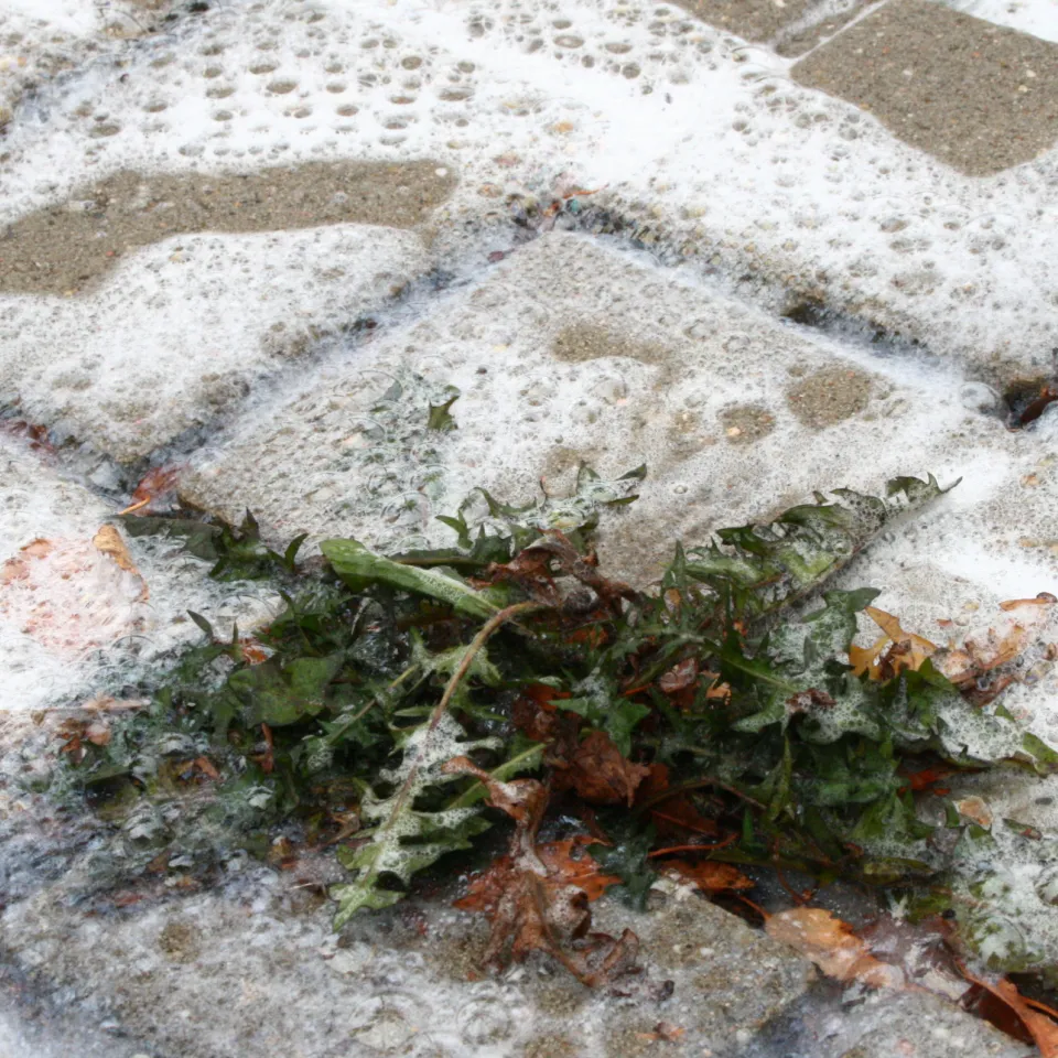 Unkrautbekämpfung: Finger weg von Steinreinigern und Streusalz!