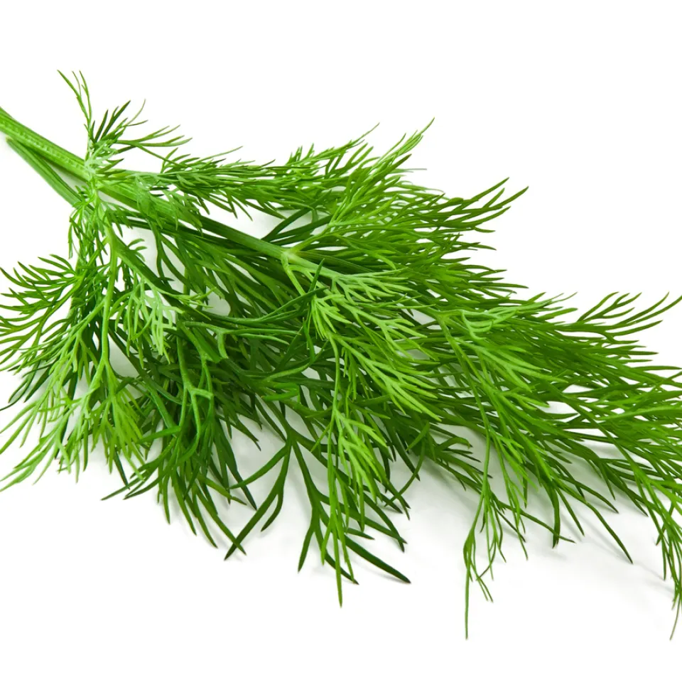 Dill: als Gewürzkraut vielseitig verwendbar