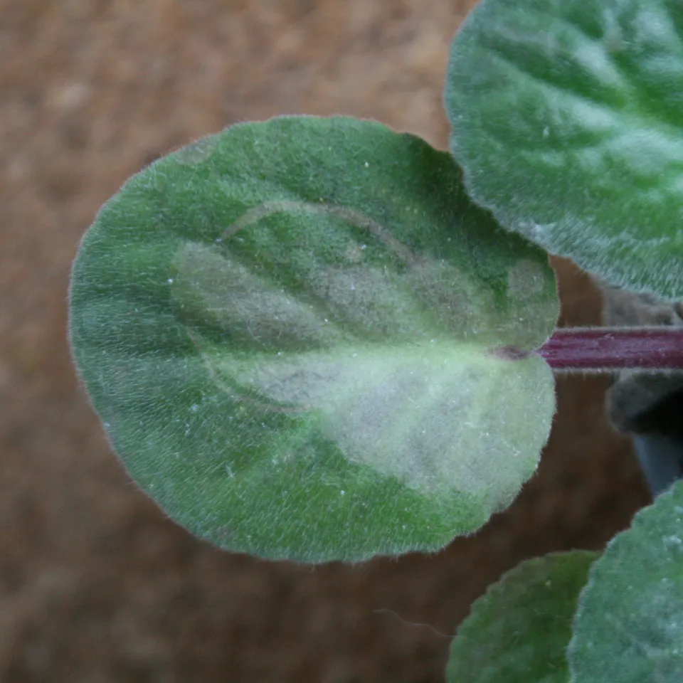 "Nicht mit kaltem Wasser gießen"
