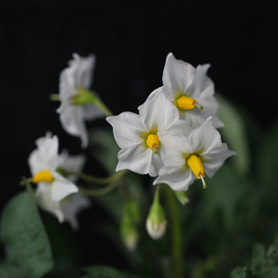 Auch mit wenig(er) Stickstoff zum Ertrag