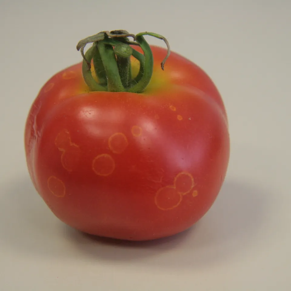 Geisterflecken an Tomaten