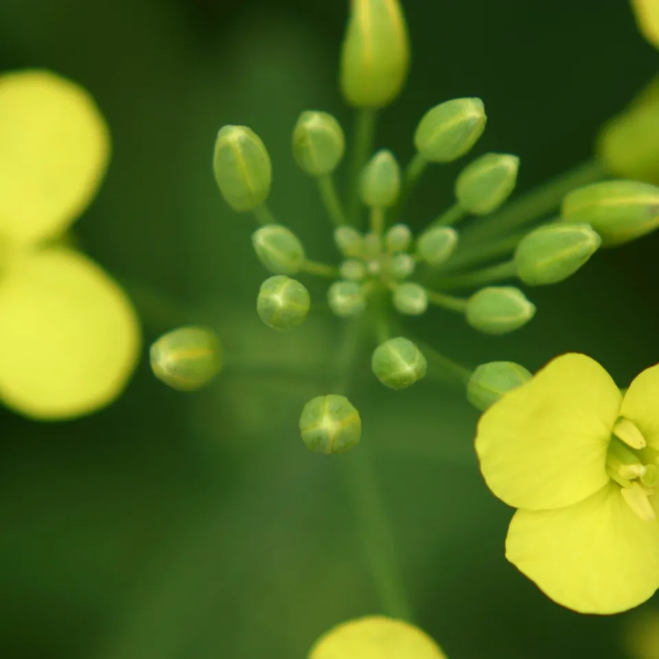 Im Dunkeln ist gut ... wachsen