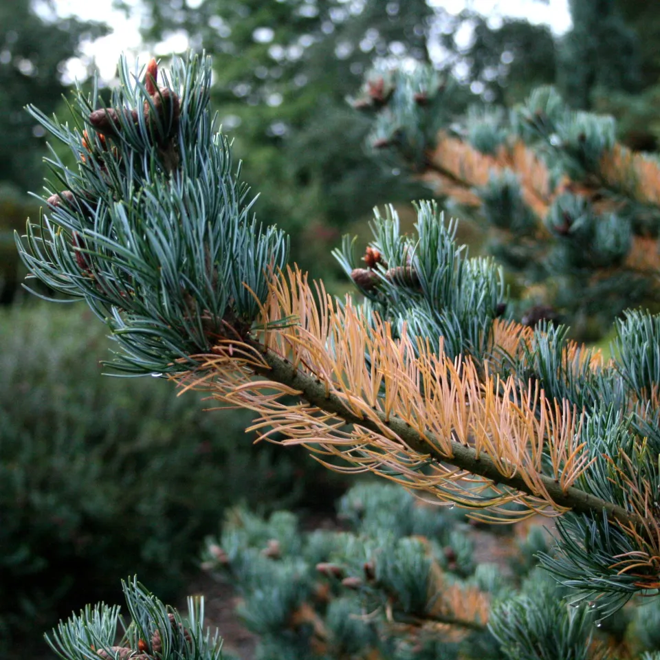 Keine Angst vor Laubfall an Immergrünen