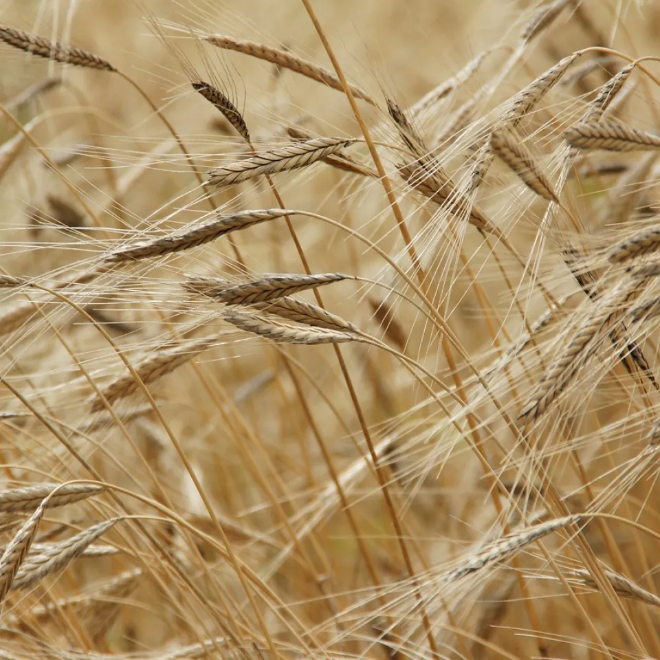 Einkorn: Ötzis letzte Mahlzeit