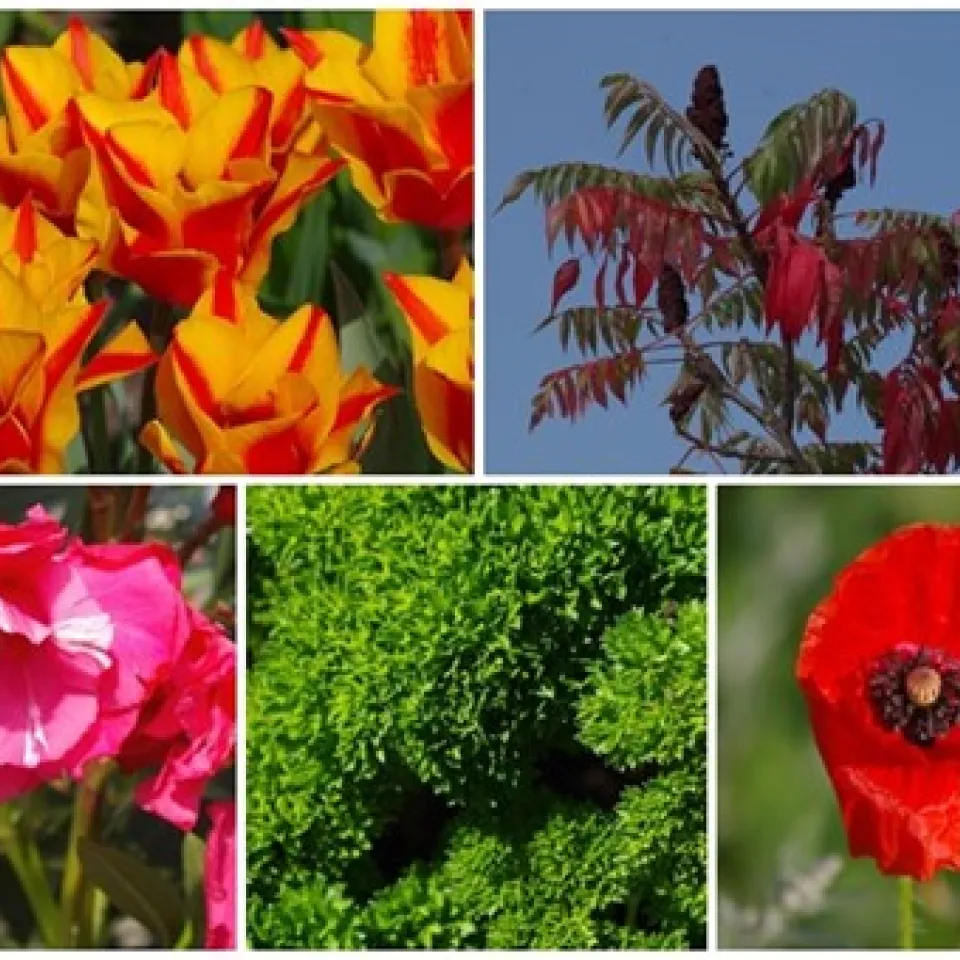 Wahl zur „Giftpflanze des Jahres 2023“