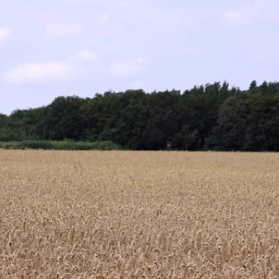 Weizenmehltau: Gewinner der Globalisierung