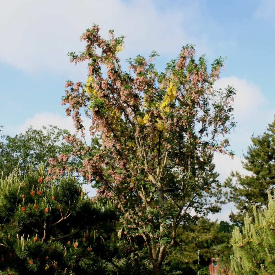 Chimären: Zwitterwesen im Pflanzenreich