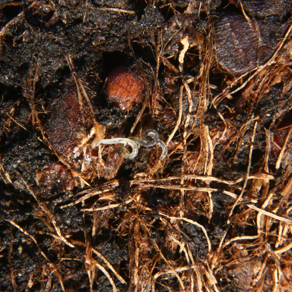 Harmlose Gäste: Enchyträen