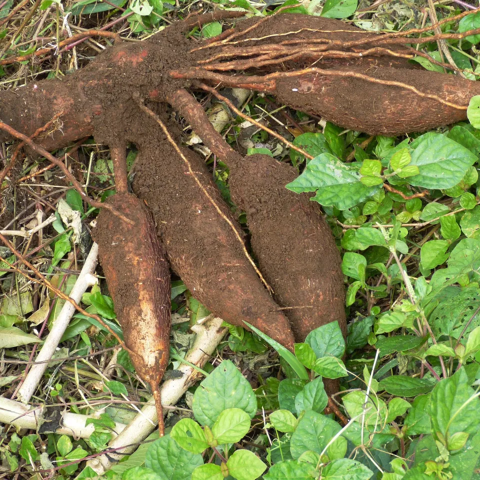Tef, Cassava, Okra: Nutzpflanzen der Zukunft?