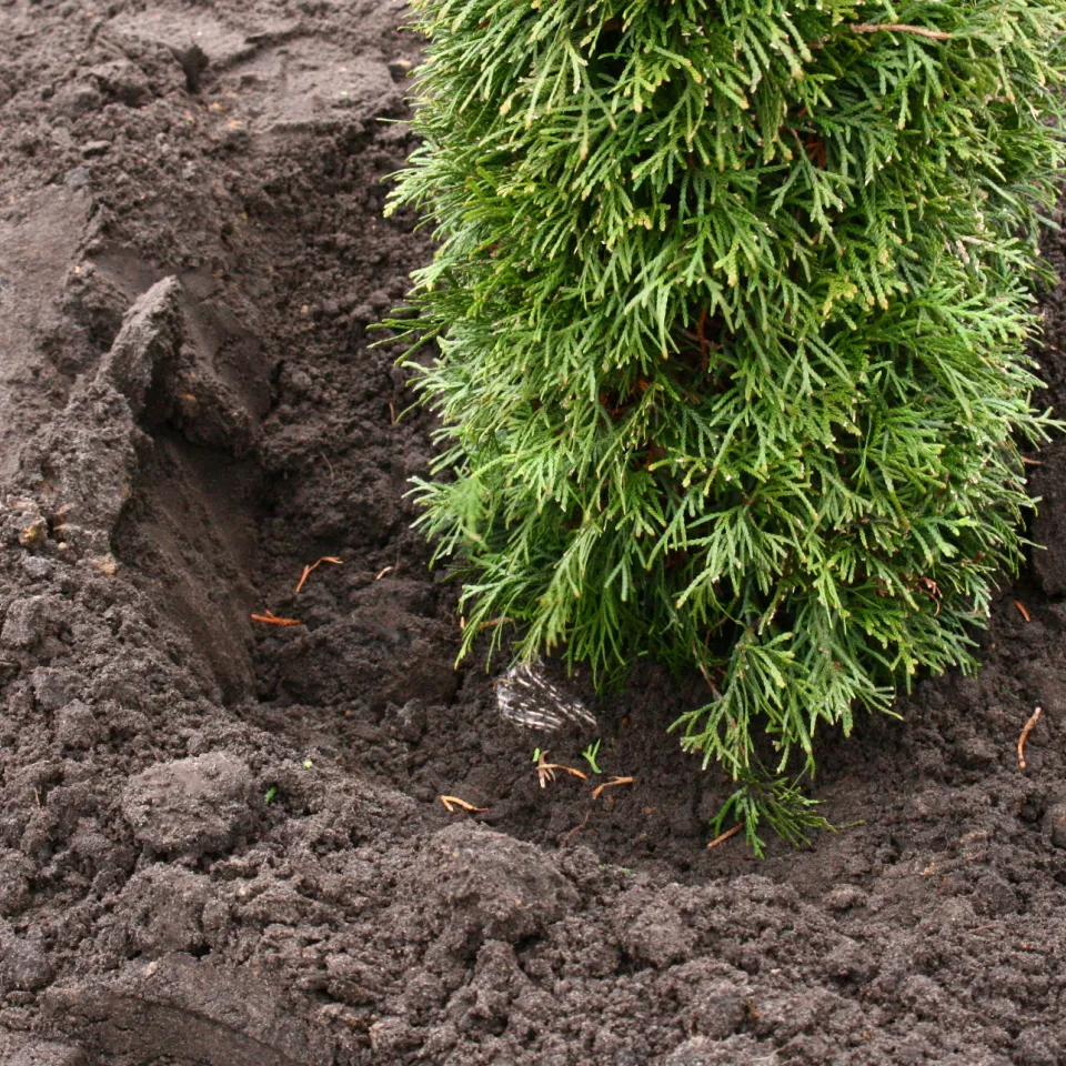 Gehölze nicht zu tief pflanzen