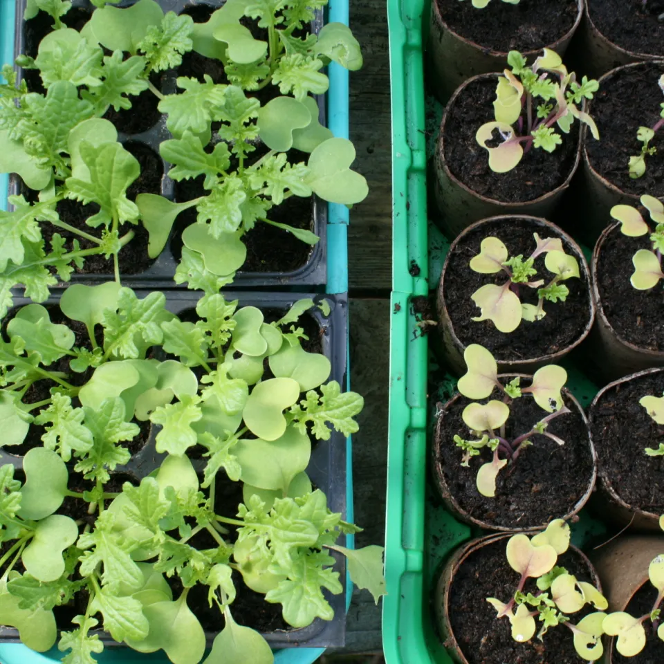 Stickstoffbindung nicht unterschätzen