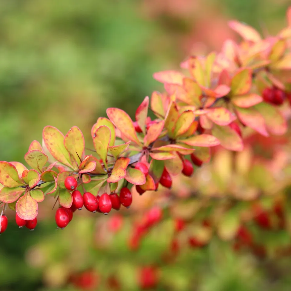 Berberitze: süß-saure Beere, giftige Restpflanze