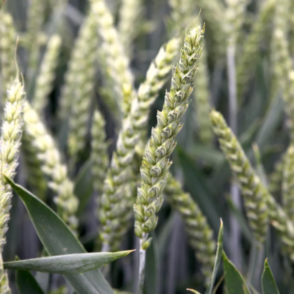 Wozu sind Grannen gut?