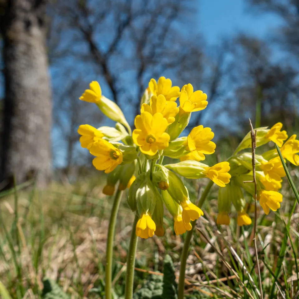 Schließen die Tür zum Frühling auf: Schlüsselblumen