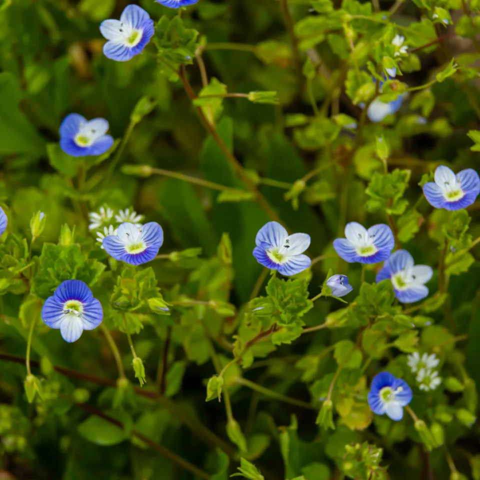 „Veronika, der Lenz ist da“