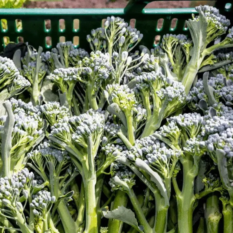 Spargelbrokkoli: Japanische Züchtung bei uns erfolgreich?