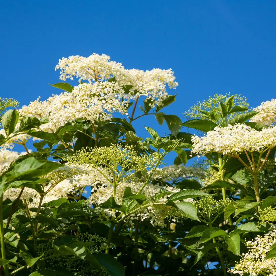 Der Schwarze Holunder ist „Heilpflanze des Jahres 2024“