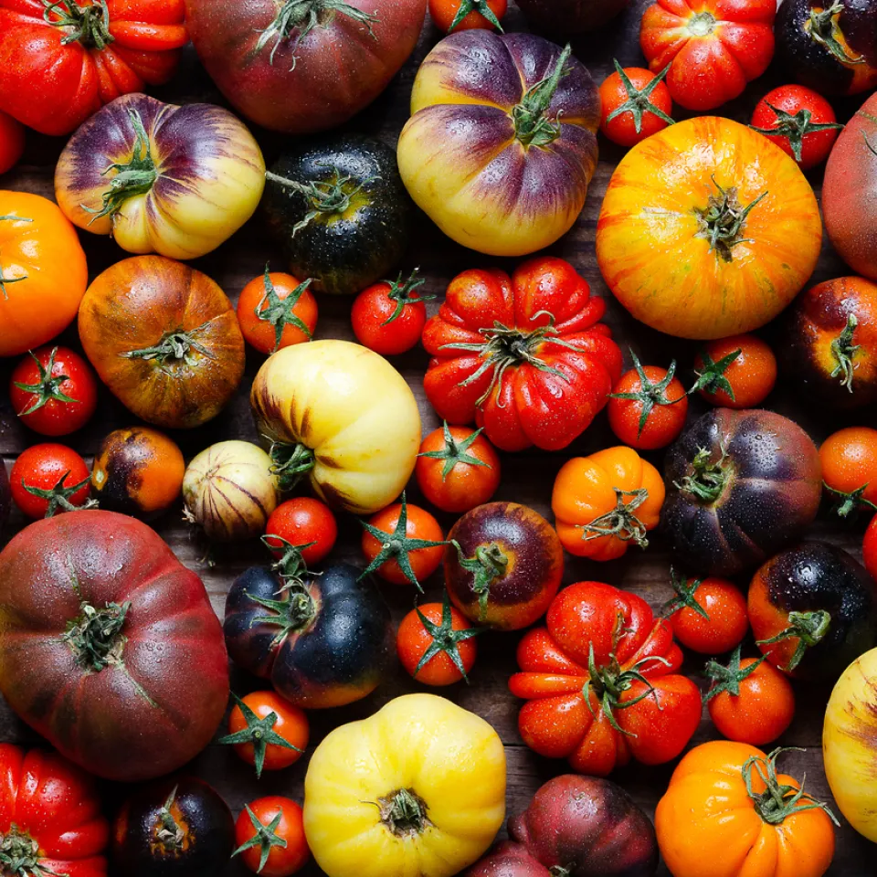 Fünf neue einheimische Nutzpflanzen auf Roter Liste