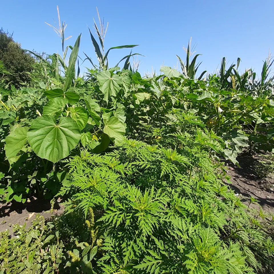 Invasive Arten – die unterschätzte Gefahr