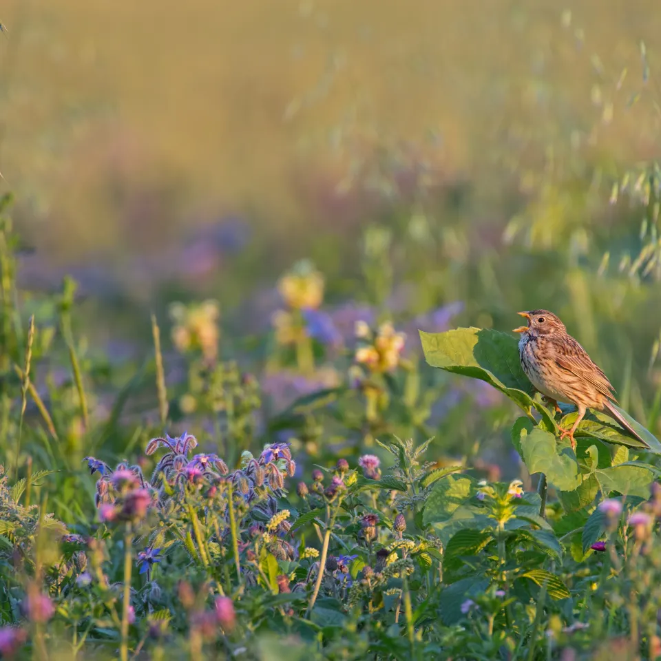 Brachen gut für Artenvielfalt