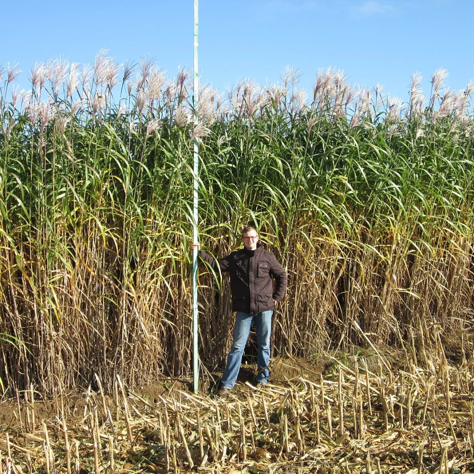 Miscanthus: Der Elefant unter den Gräsern