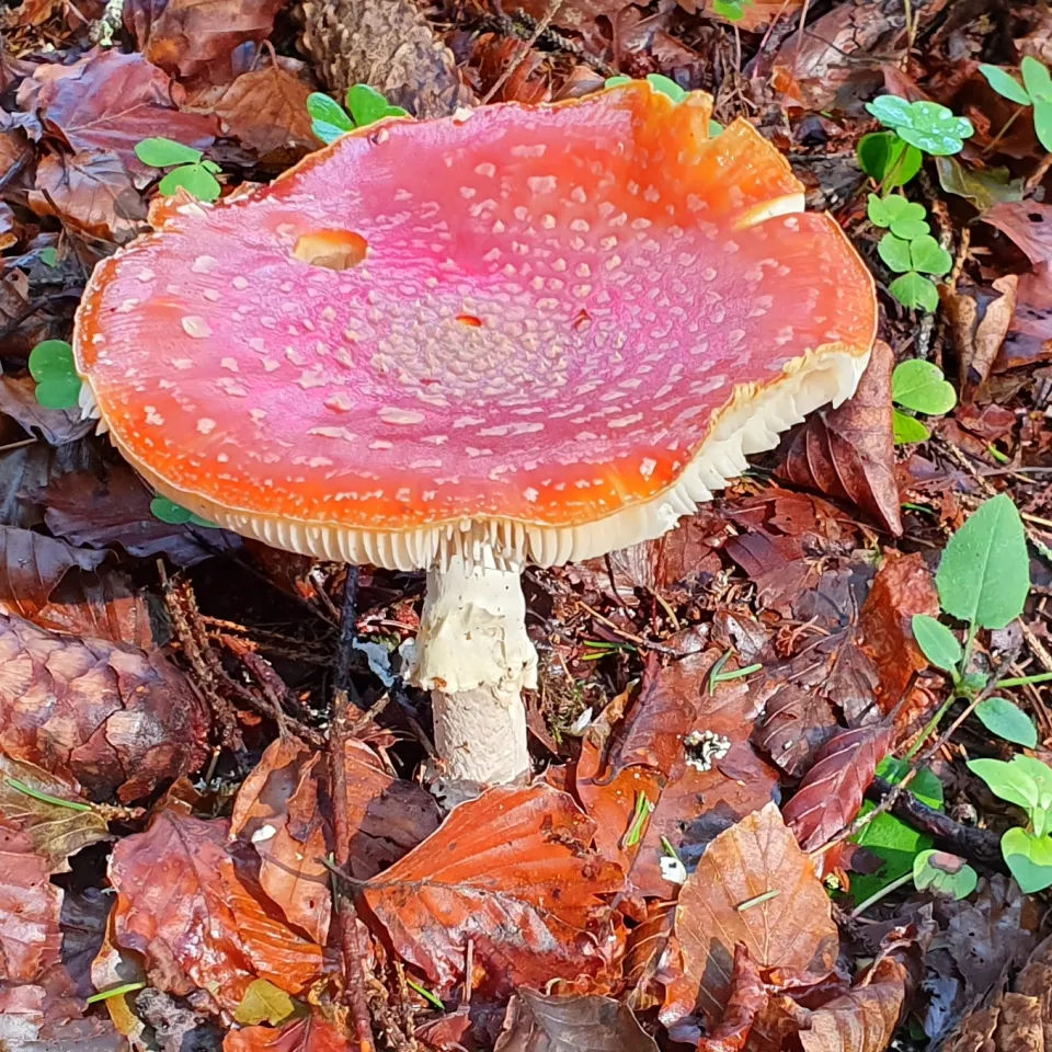 Fliegenpilz: Glücksfall für Birken und Fichten