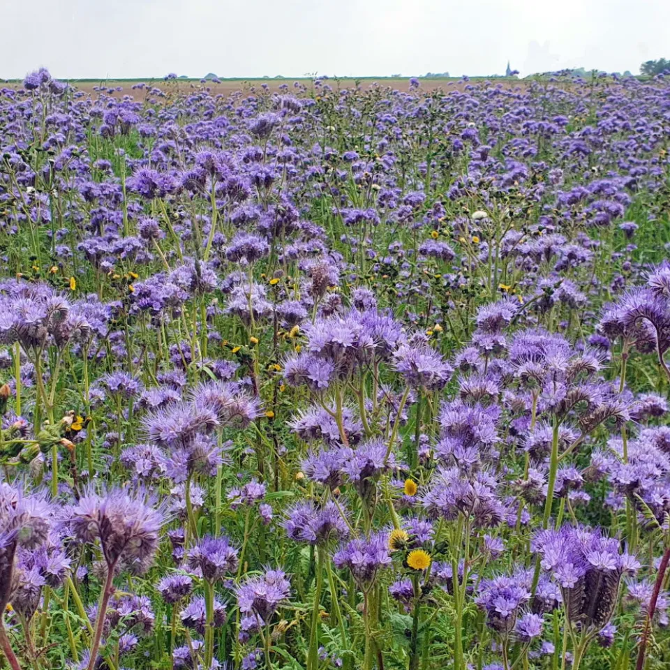 Phacelia: schön anzusehen, aber - Vorsicht beim Anfassen!