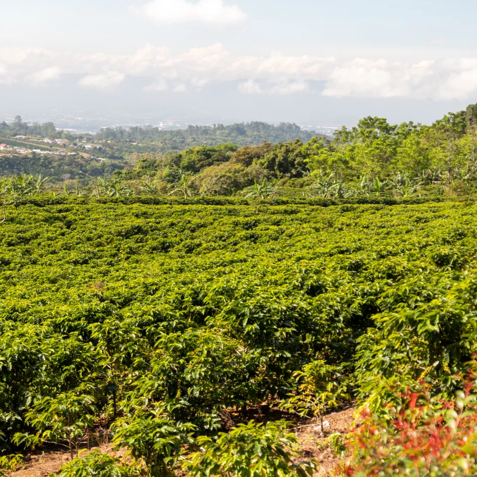 Neue Serie: Pflanzen, die die Welt veränderten