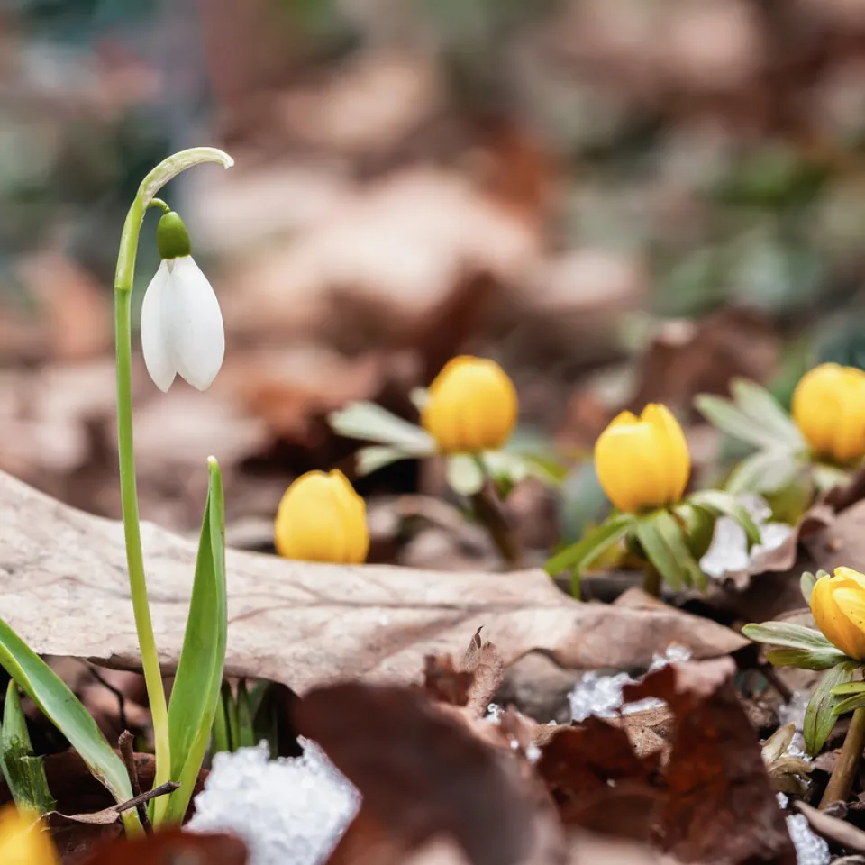 Jetzt Frühblüher für Bienen pflanzen