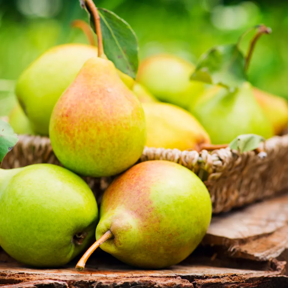 Herbstzeit ist Birnenzeit