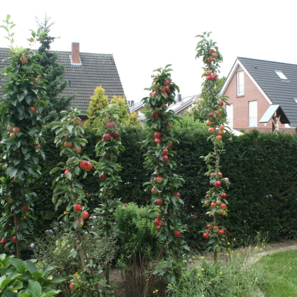 Ideal für kleine Gärten: Säulenäpfel